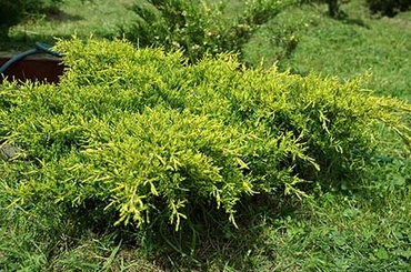 МОЖЖЕВЕЛЬНИК СРЕДНИЙ GOLD STAR