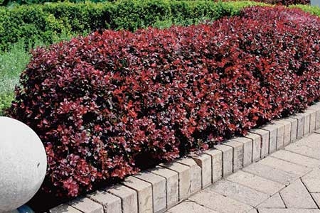 БАРБАРИС ТУНБЕРГА ATROPURPUREA NANA