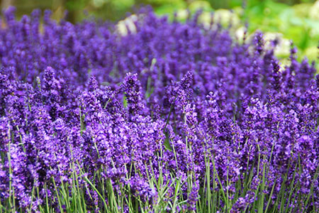 ЛАВАНДА УЗКОЛИСТНАЯ HIDCOTE